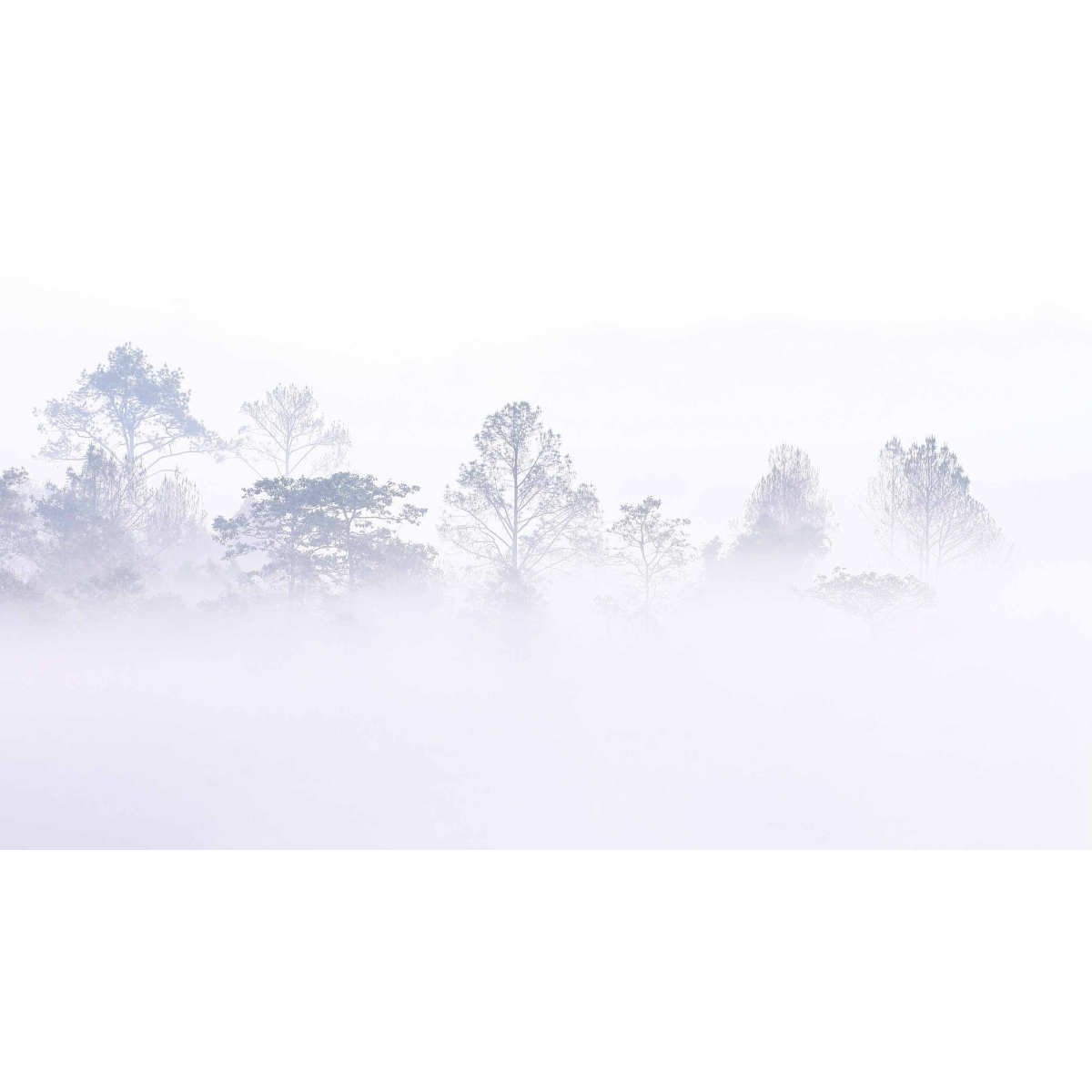 Panoramic wallpaper Misty forest landscape - Acte-Deco