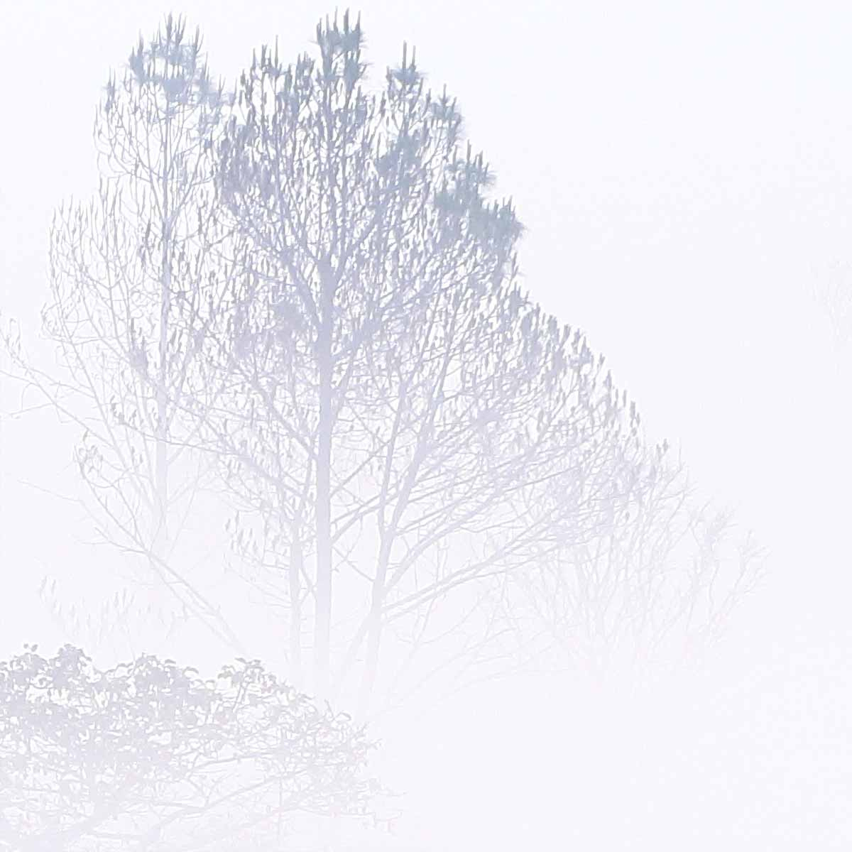 Panoramic wallpaper Misty forest landscape - Acte-Deco